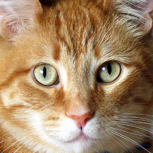 Catty Cat cat sitter serving Woodinville, Clearview, Bothell, Kirkland, Mukilteo, Lynnwood, Mill Creek, Everett, Marysville, Lake Stevens, Monroe, and Snohomish